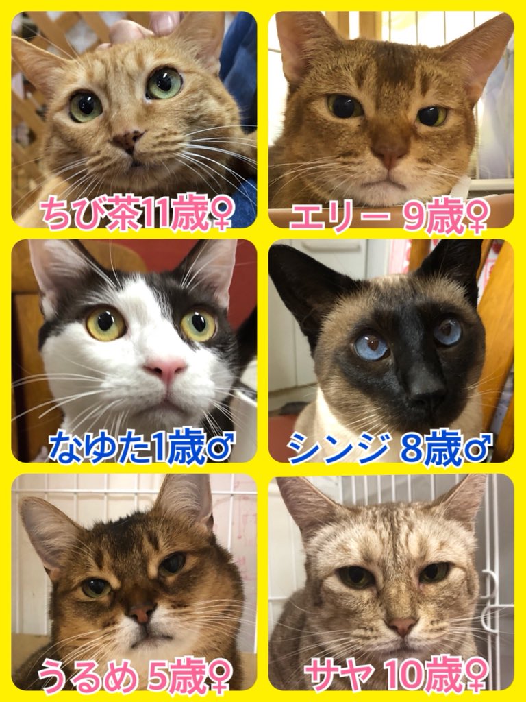 🐾今日の里親様募集中ニャンコ🐱メンバーです🐾天神橋店のTwitterのアドレスが変わりました！2019,8,3